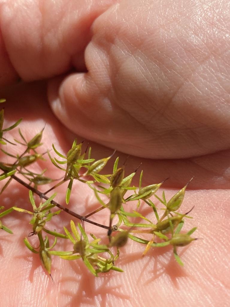 Hypericum lloydii image